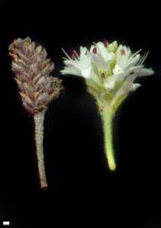 Veronica gibbsii. Infrustescence (left) and inflorescence (right) showing compact spikes and elongated peduncles. Scale = 1 mm.
 Image: M.J. Bayly & A.V. Kellow © Te Papa CC-BY-NC 3.0 NZ